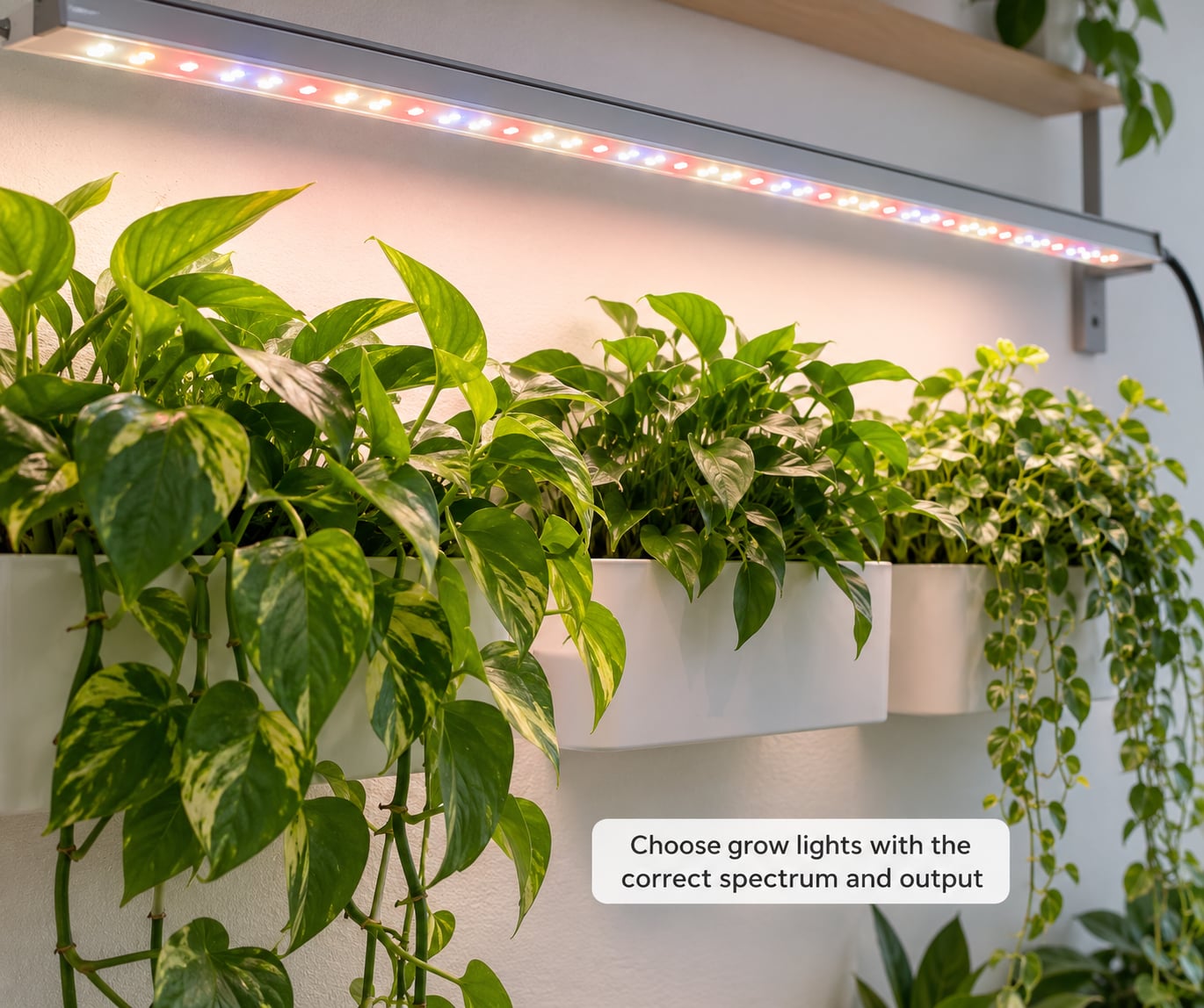 Choose grow lights with the correct spectrum and output